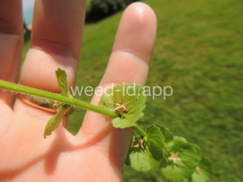 venuslookingglass, common